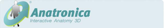 Anatronica | Interactive 3D Anatomy