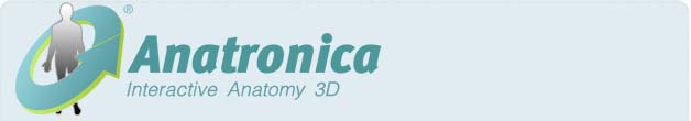 Anatronica | Interactive 3D Anatomy Anatronica | Interactive 3D Anatomy