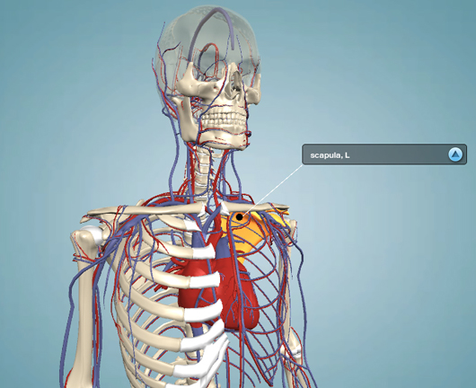 circulatory sytem circulatory system of the head and thorax region