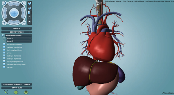 Circulatory System - Thorax Circulatory System - Thorax