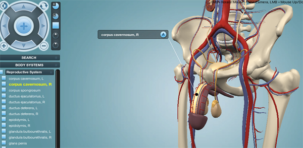 Reproductive system reproductive-system