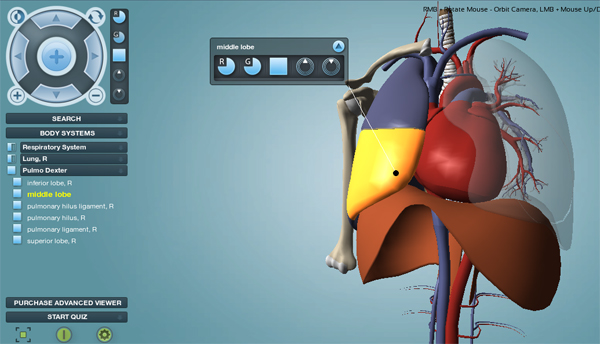 respiratory-system Human Respiratory System