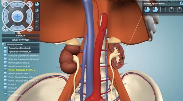 Urinary (excretory) system