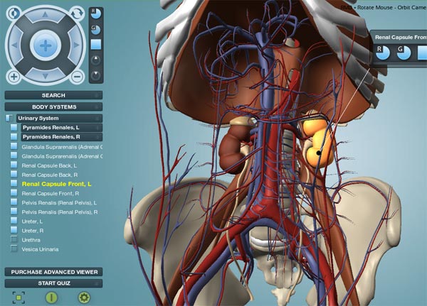 Circulation in abdominal cavity Circulation in abdominal cavity