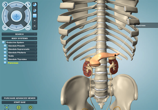 endocrine-system-anatronica endocrine-system-anatronica