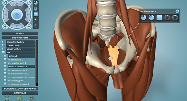 muscular-system-hip-region-updated muscular-system-hip-region-updated
