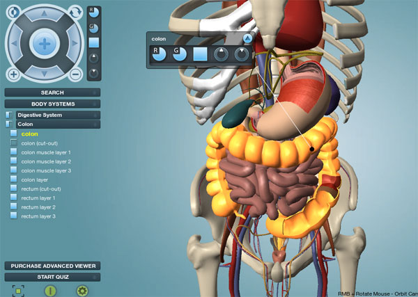 The Digestive System The Digestive System