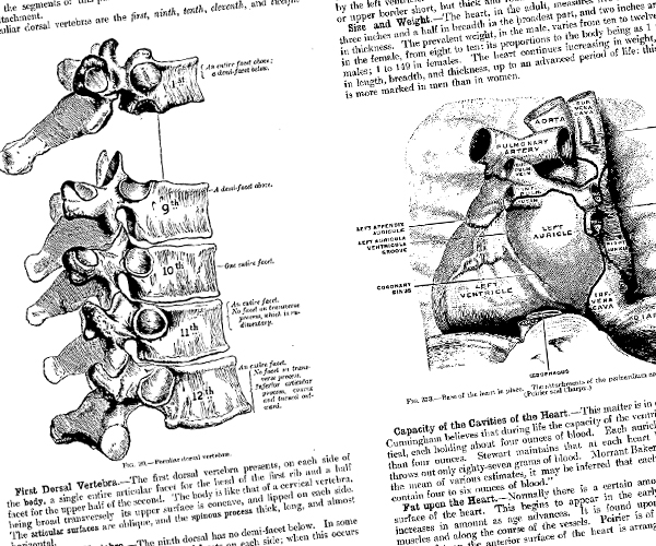 grays-anatomy Gray's Anatomy - Descriptive and Surgical by Henry Gray
