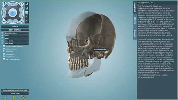 Human skull explained in detail Human skull explained in detail