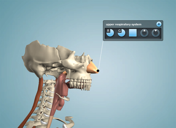The Respiratory System The Respiratory System