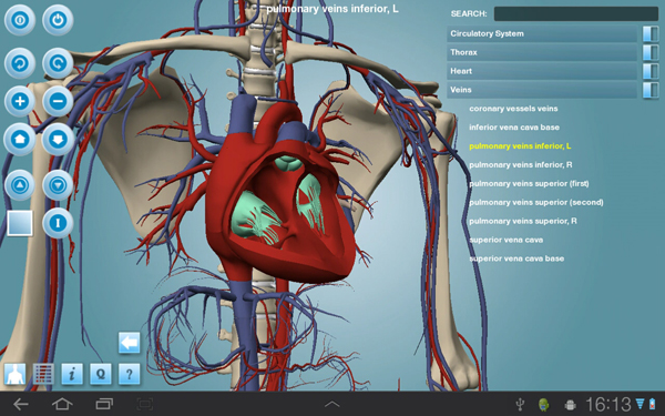 Circulatory System Anatronica Pro for Android - Thorax Circulatory System Anatronica Pro for Android - Thorax