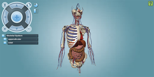 Abdominal cavity presentation