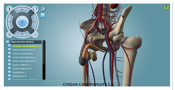 Male reproductive system Male reproductive system
