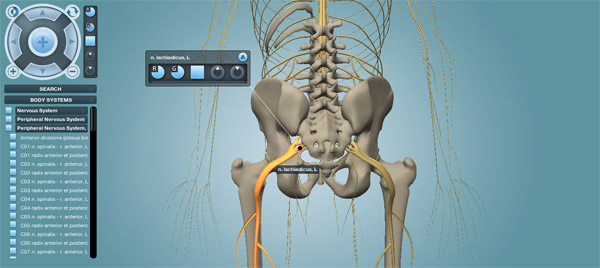 Nervous System Nervous System