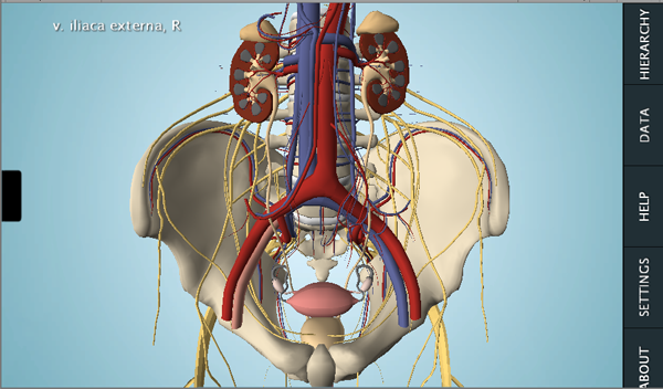 Female reproductive system Female reproductive system