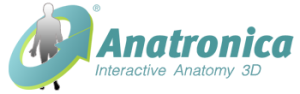 Anatronica | Interactive 3D Anatomy