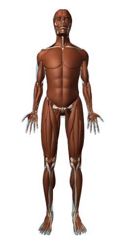 muscularsystem