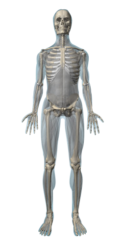skeletalsystem