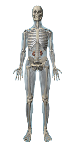 urinarysystem